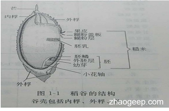 兆格分享：液壓榨油機壓榨米糠制油工藝